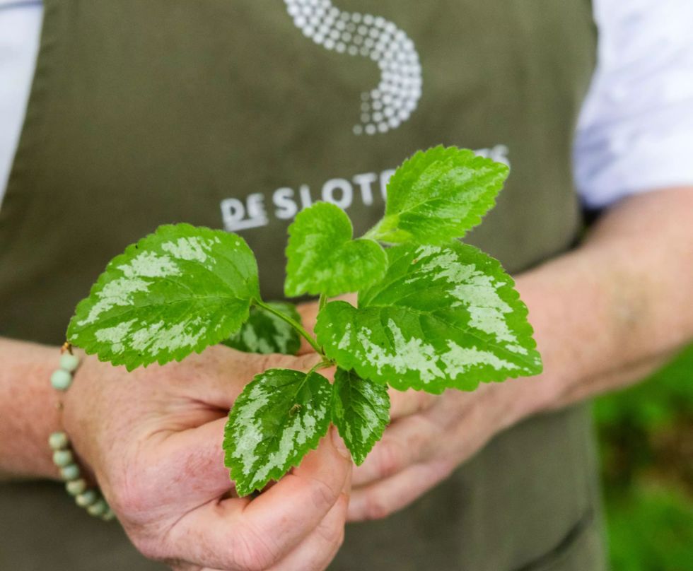 Trouwen op De Slotplaats Bakkeveen